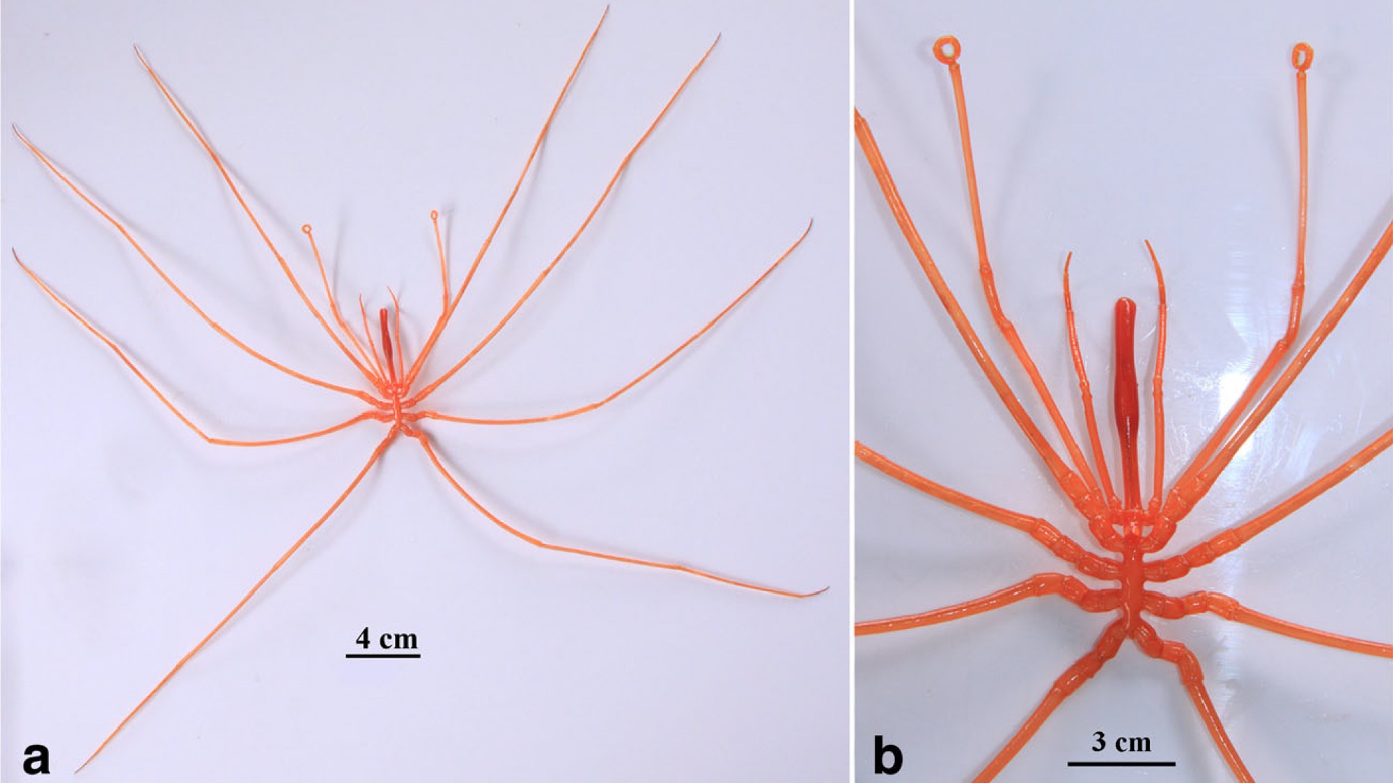 Colossendeis colossea