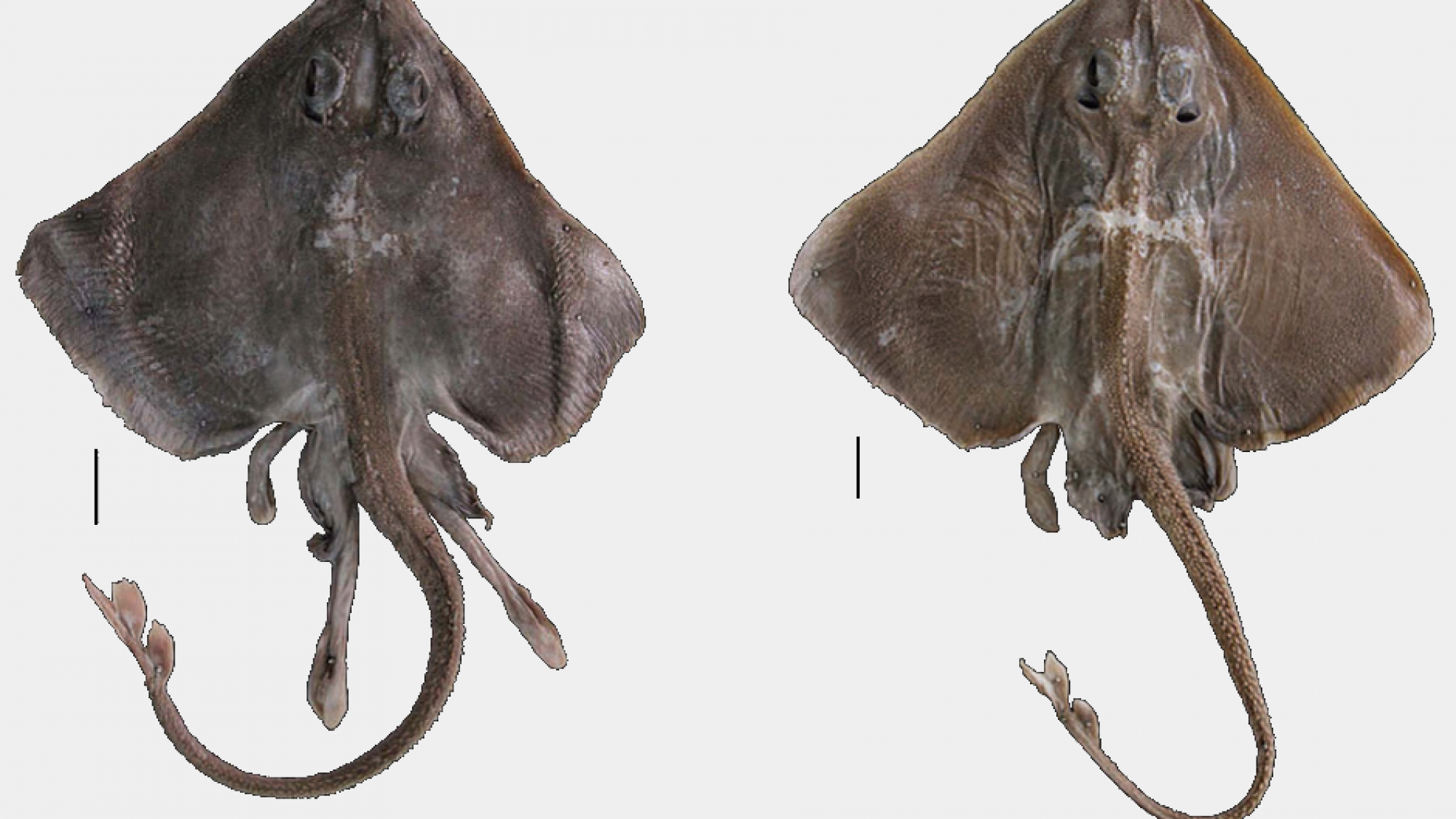 Dorsal view of Cruriraja andamanica, (a) adult male and (b) adult female