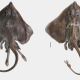 Dorsal view of Cruriraja andamanica, (a) adult male and (b) adult female