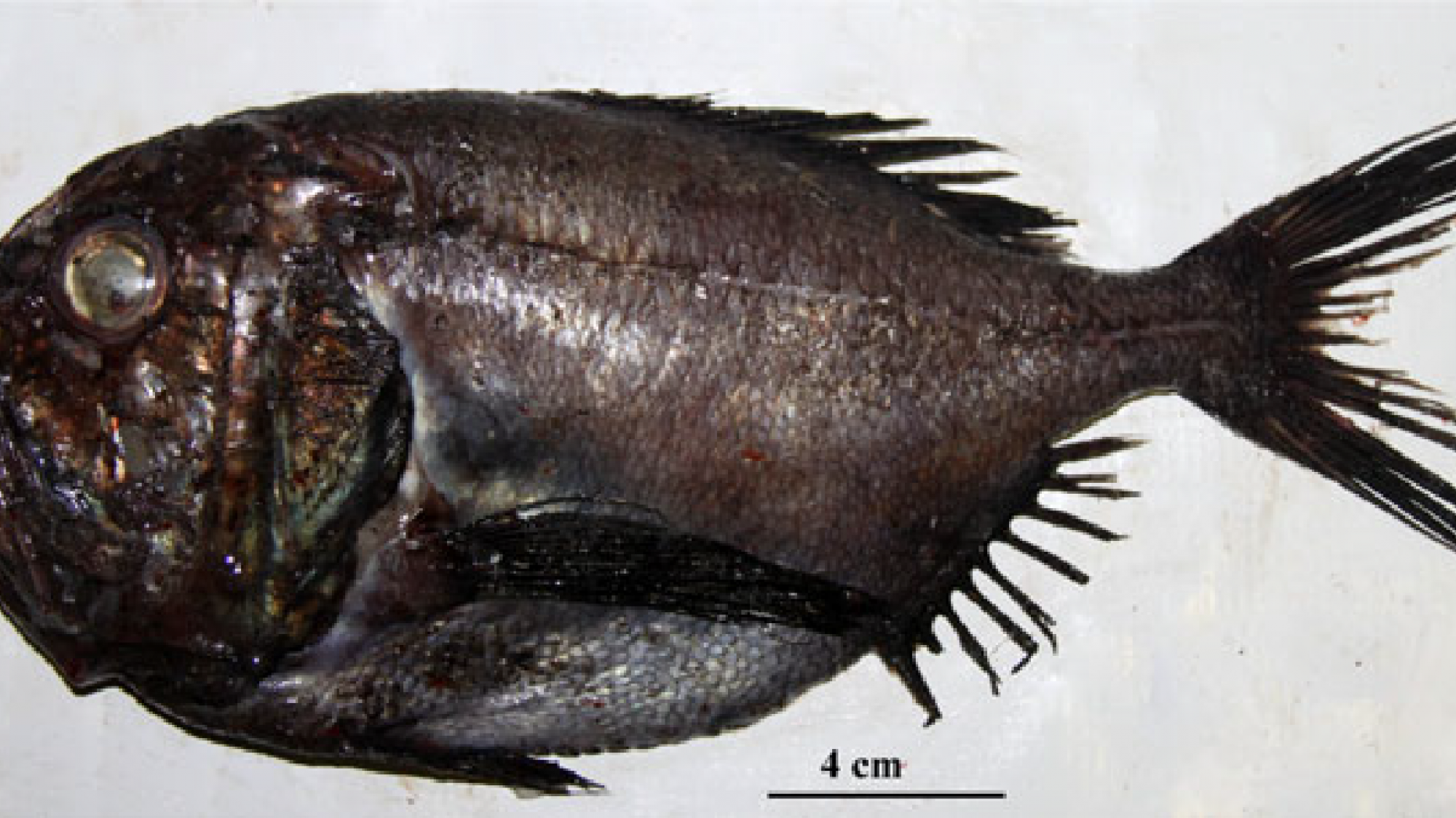 Hoplostethus (Leiogaster) melanopus