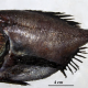 Hoplostethus (Leiogaster) melanopus