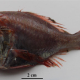 Hoplostethus (Leiogaster) rubellopterus