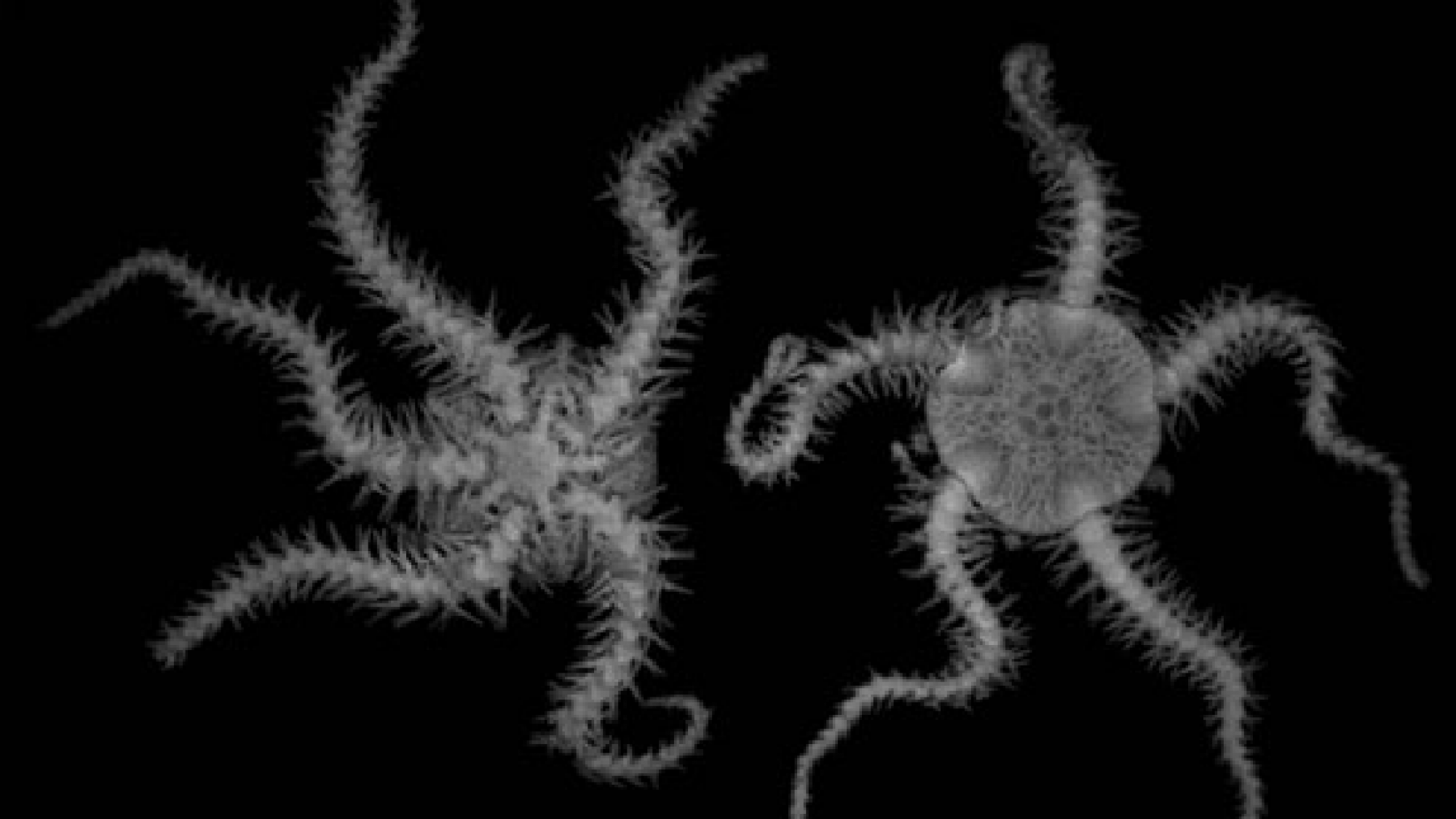 Ophiodaphne scripta, male-female pairs, left: ventral view showing male attached to oral side of female, right: dorsal view of female