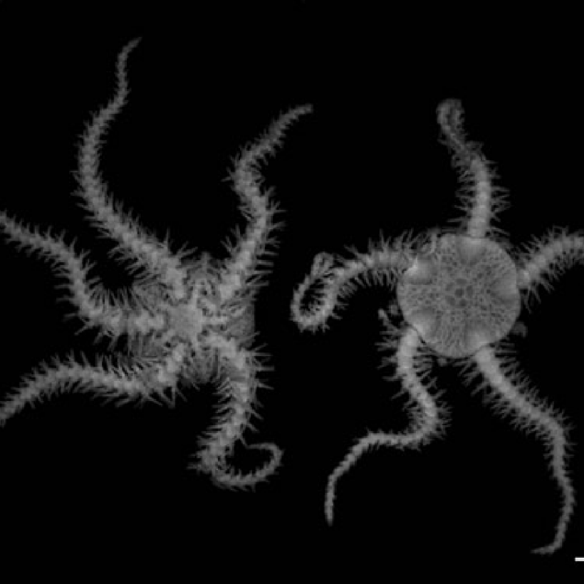 Ophiodaphne scripta, male-female pairs, left: ventral view showing male attached to oral side of female, right: dorsal view of female