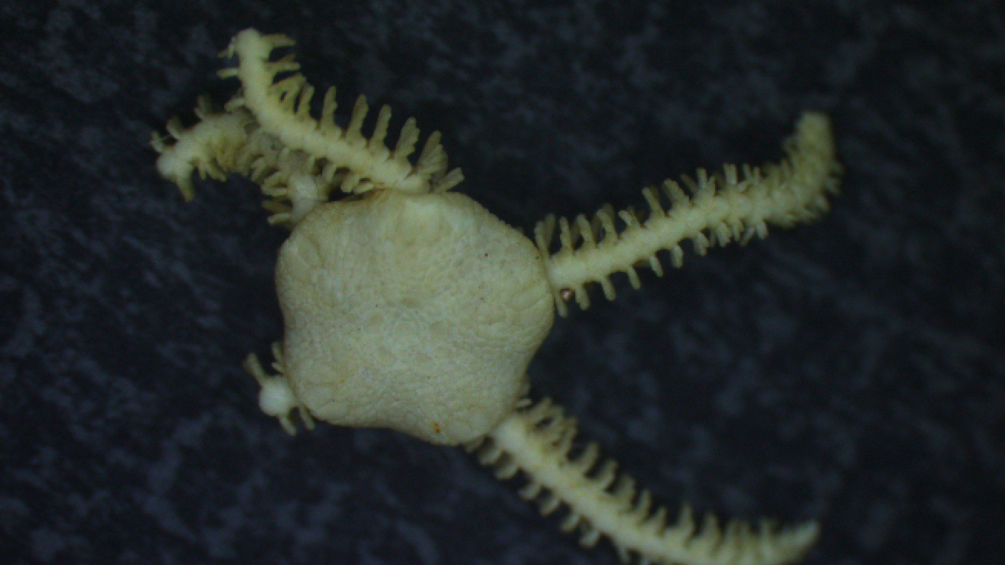 Ophiosphaera insignis, entire organism in dorsal view