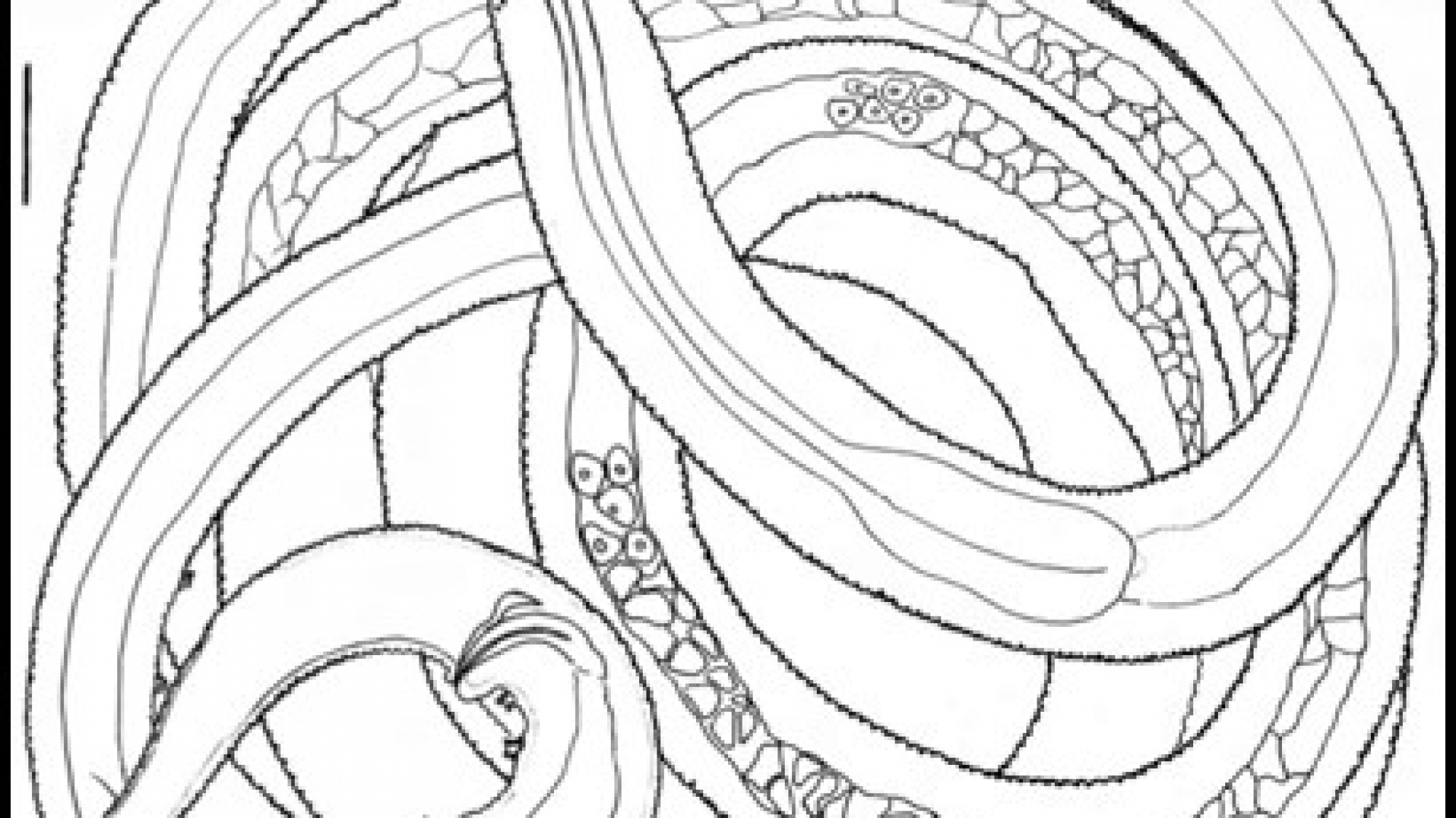 Paramicrolaimus damodarani entire organism (Scale bar 20 μm)