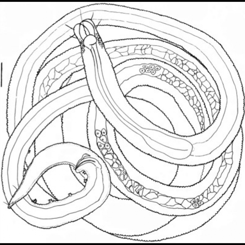 Paramicrolaimus damodarani entire organism (Scale bar 20 μm)