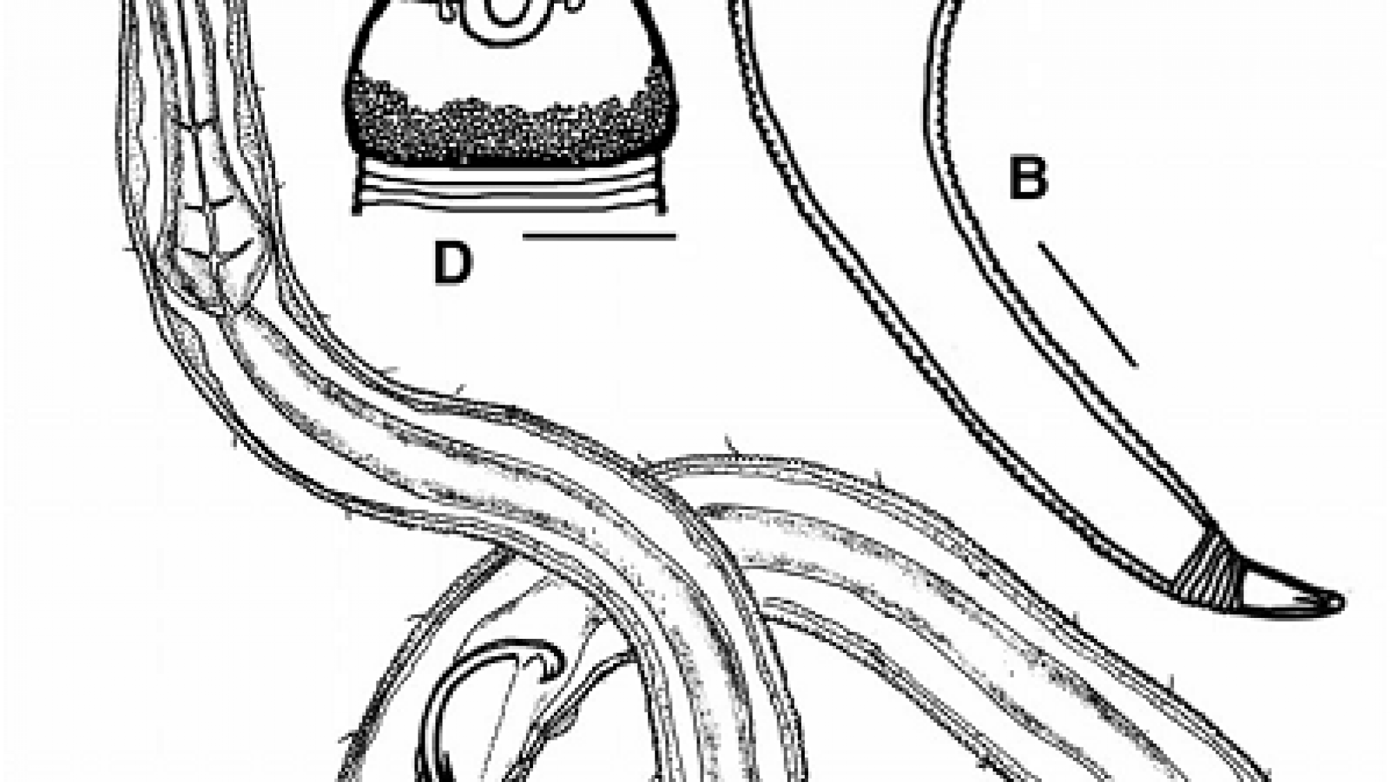 Psammonema kuriani holotype male (A) Habitus, (B) Pharyngeal region, (C) Head capsule showing amphid, (D) Beginning of lateral alae, (E), Buccal cavity and dentition. Scale bars 20 mm.