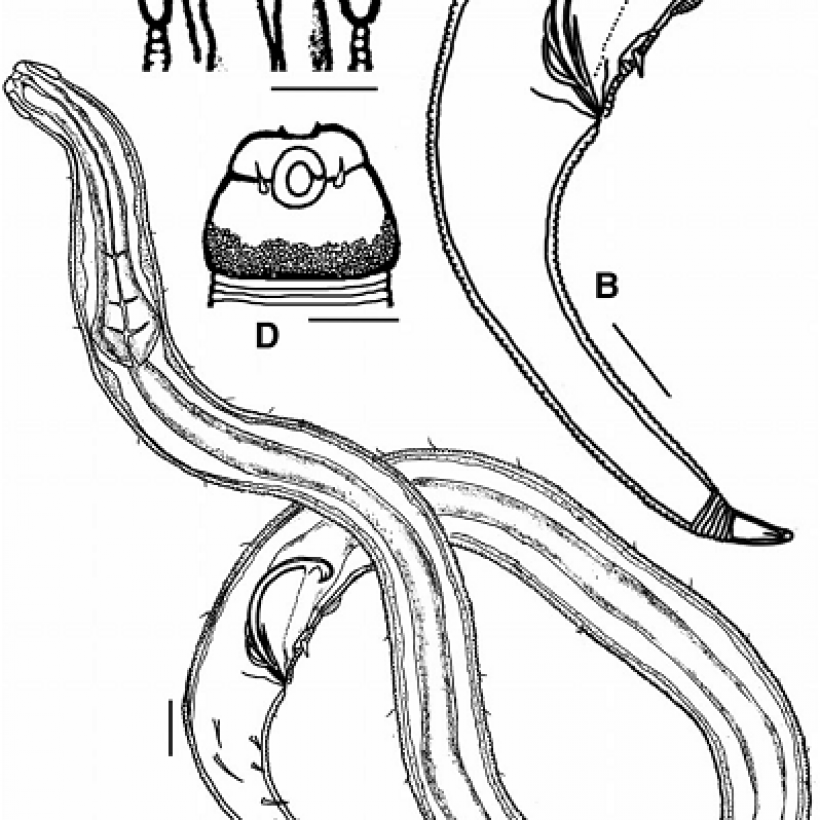 Psammonema kuriani holotype male (A) Habitus, (B) Pharyngeal region, (C) Head capsule showing amphid, (D) Beginning of lateral alae, (E), Buccal cavity and dentition. Scale bars 20 mm.