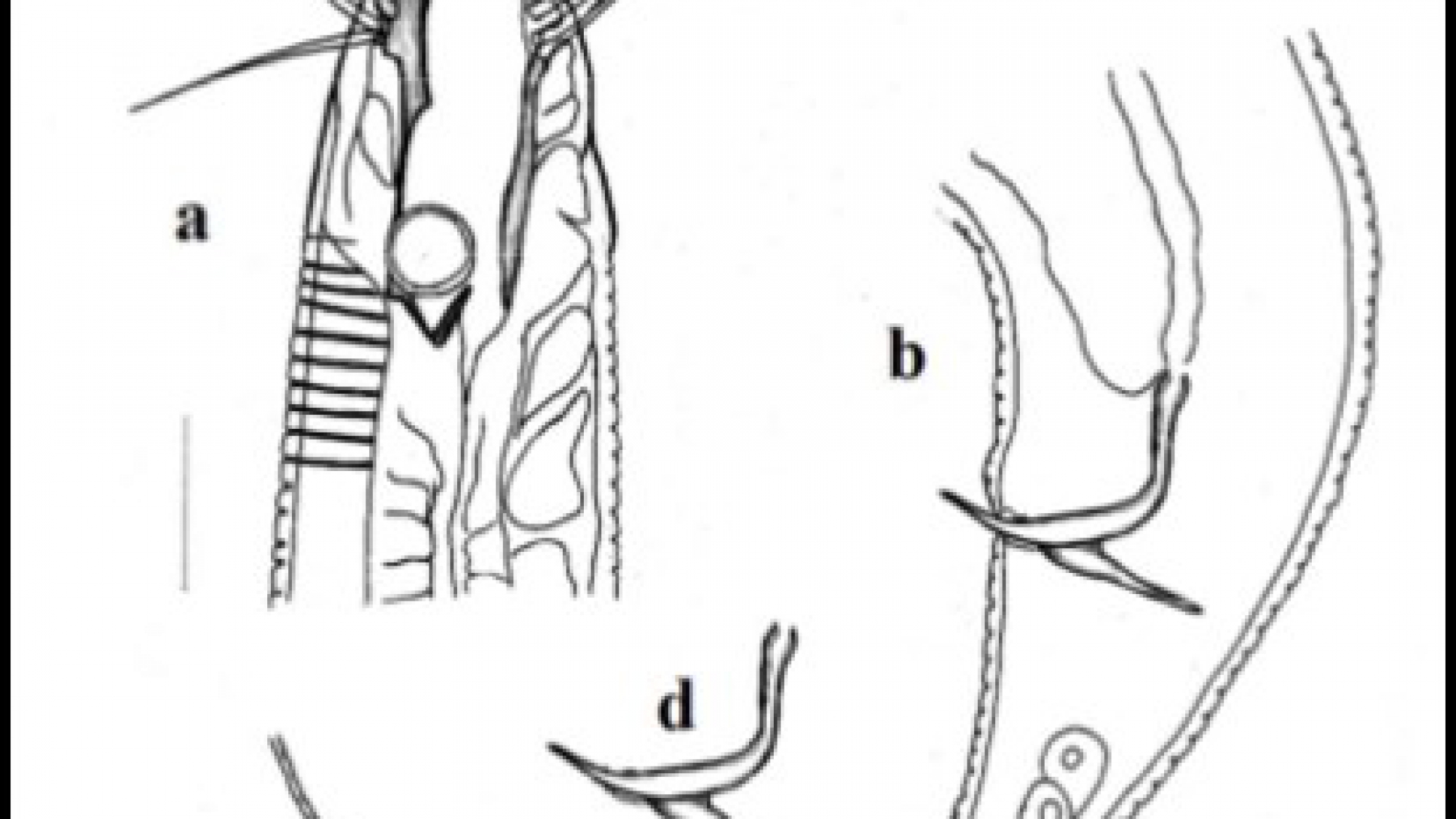 Scaptrella filicaudata. (a) Holotype full specimen, (b) Cephalic region, (c) Jointed mandibles, (d) Tail tip, (e) Caudal region showing spicular apparatus. Scale bar 20 μm.