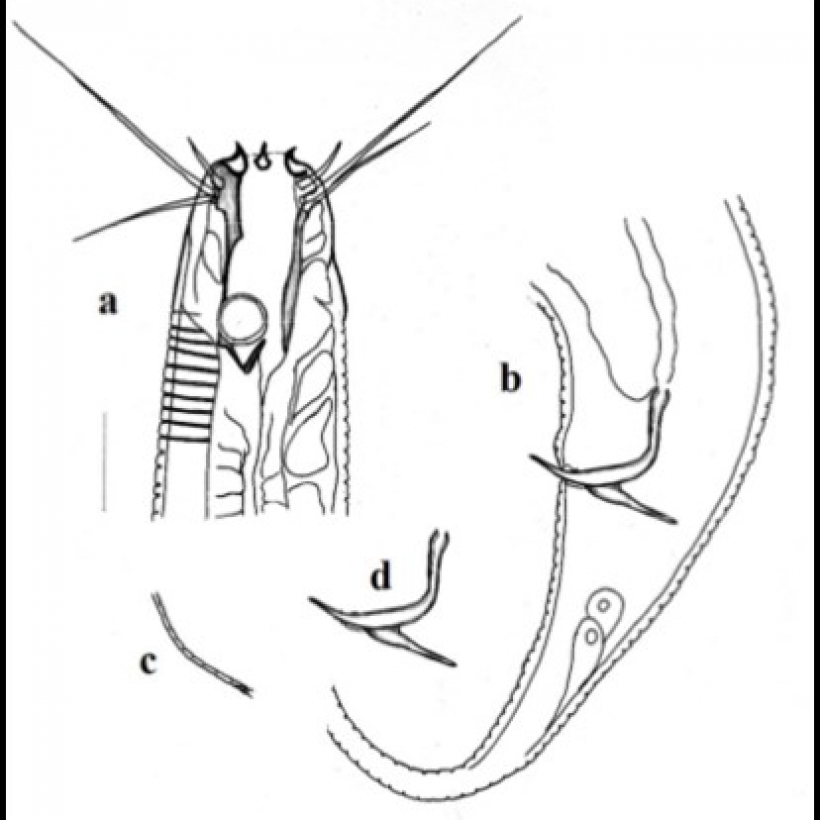 Scaptrella filicaudata. (a) Holotype full specimen, (b) Cephalic region, (c) Jointed mandibles, (d) Tail tip, (e) Caudal region showing spicular apparatus. Scale bar 20 μm.