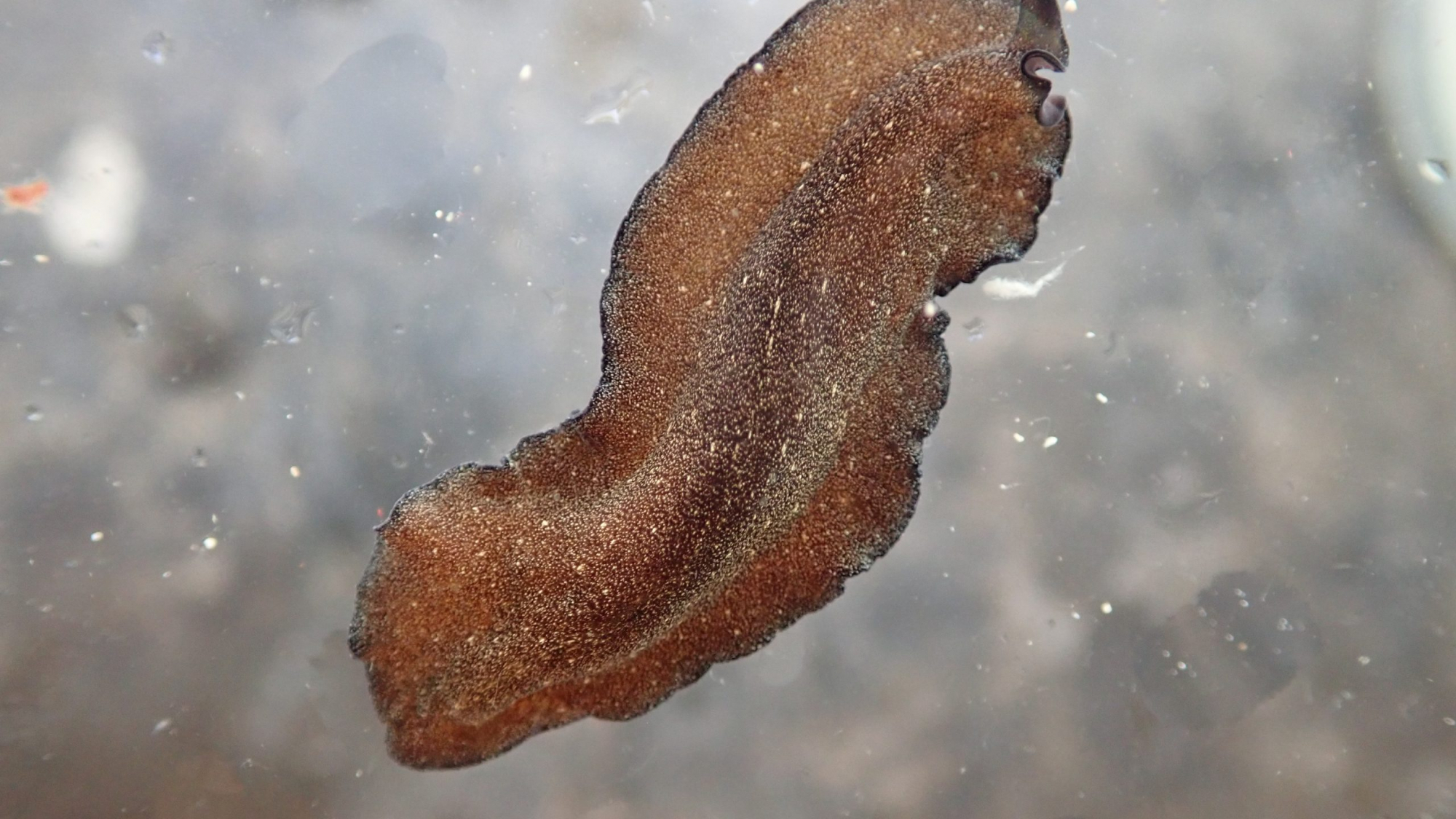 Pseudoceros galaxea