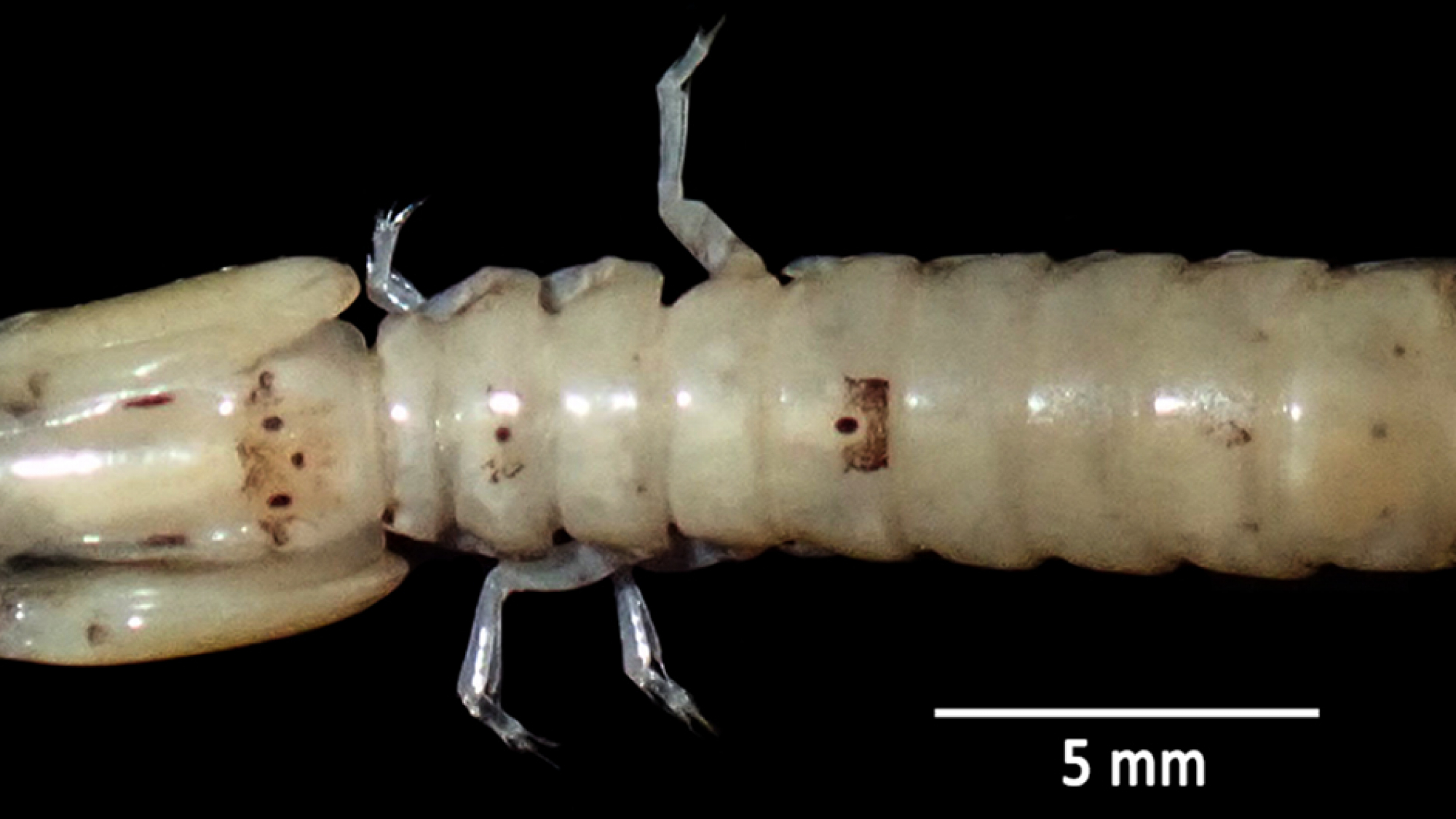 Gonodactylopsis drepanophora