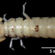 Gonodactylopsis drepanophora