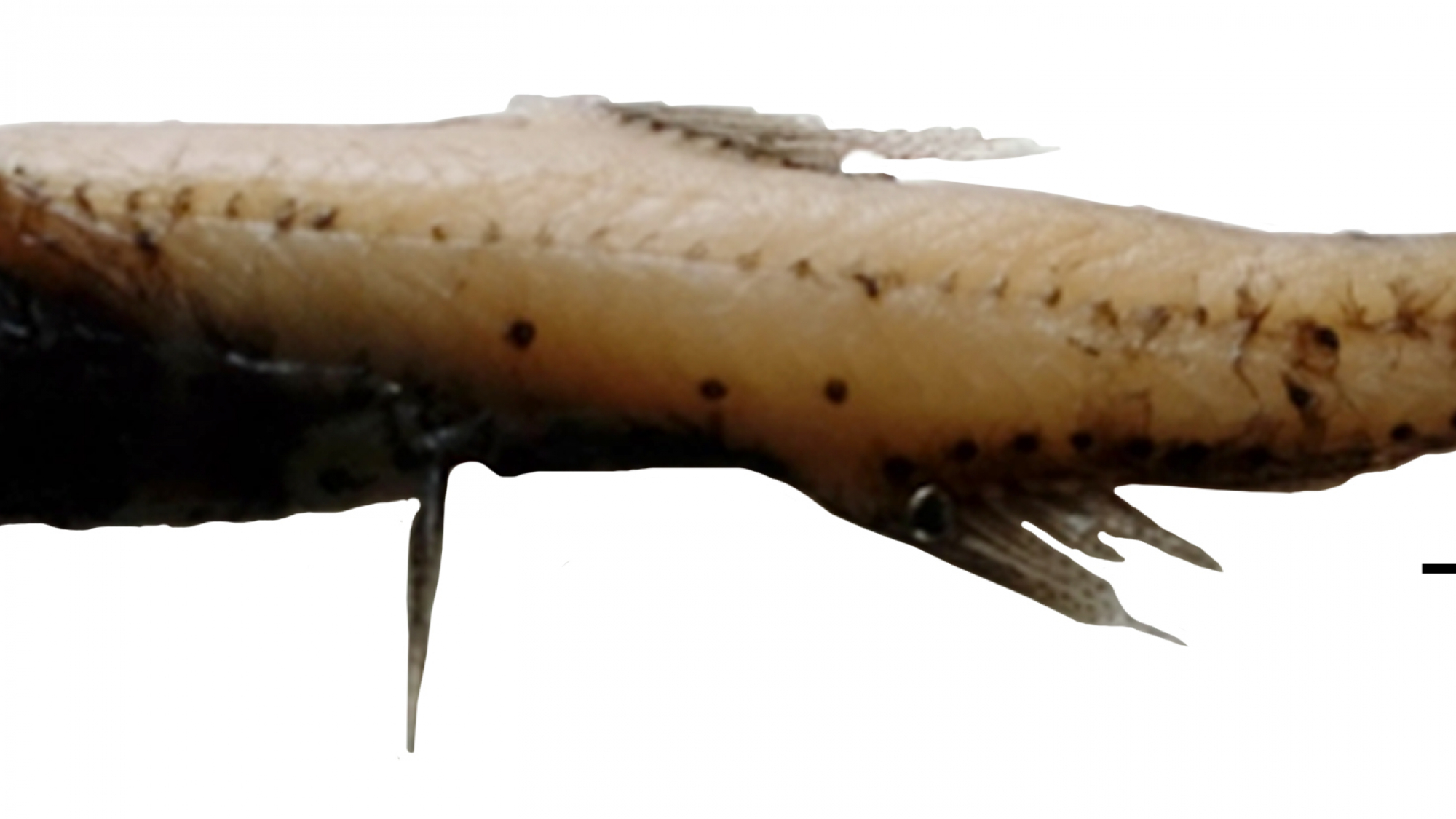 12_Lampanyctus crocodilus