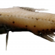 12_Lampanyctus crocodilus