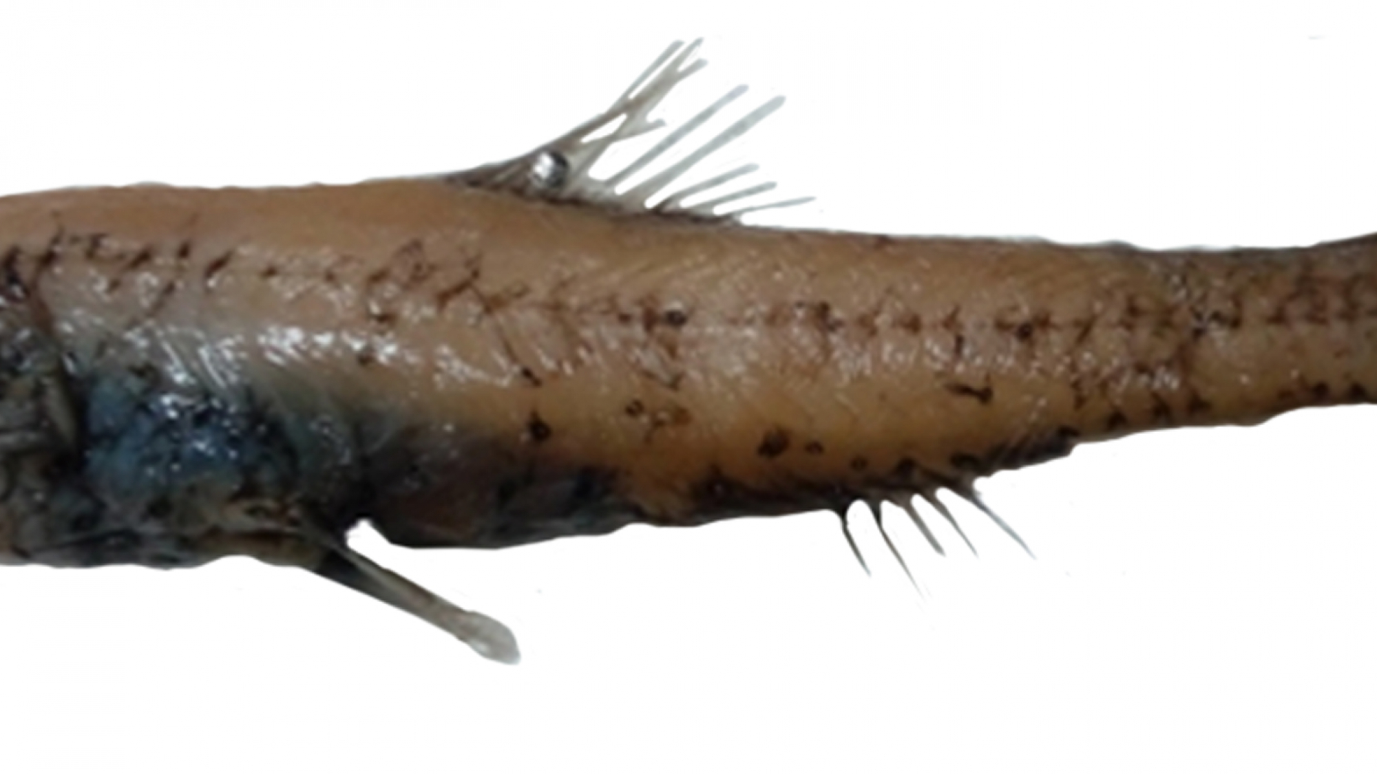 13_Lampanyctus macdonaldi