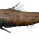 13_Lampanyctus macdonaldi