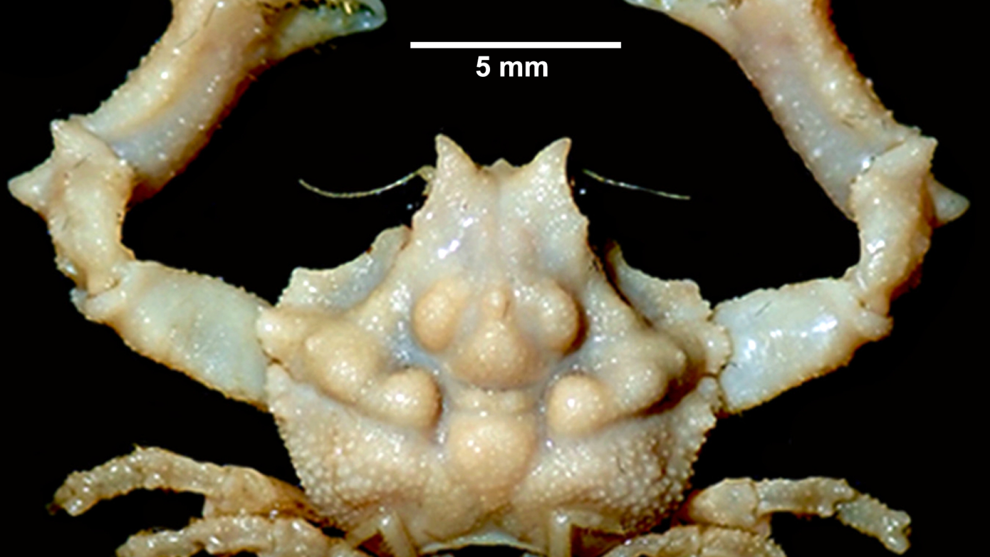 2_Epigodromia mclayi