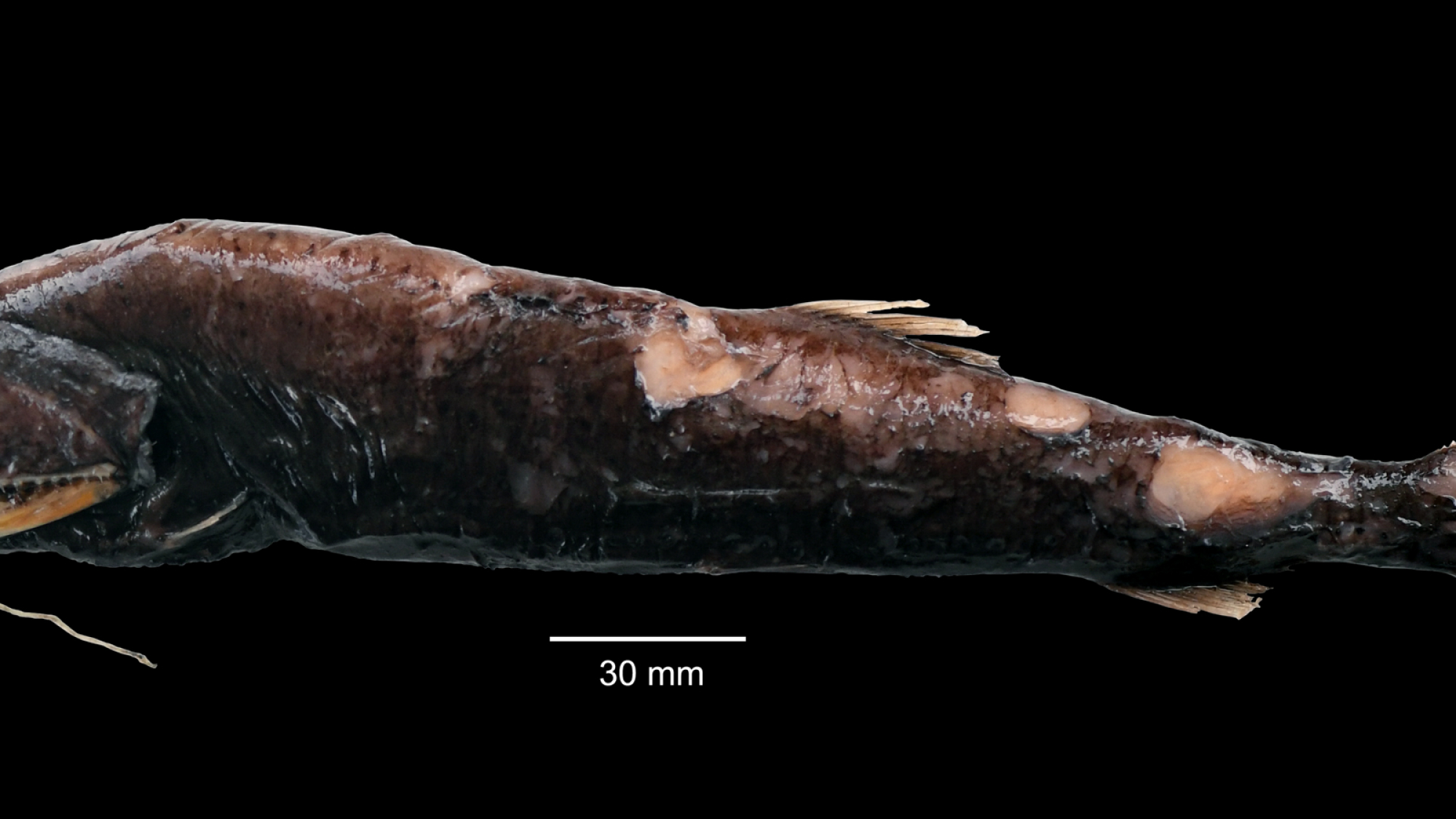 4_Borostomias elucens