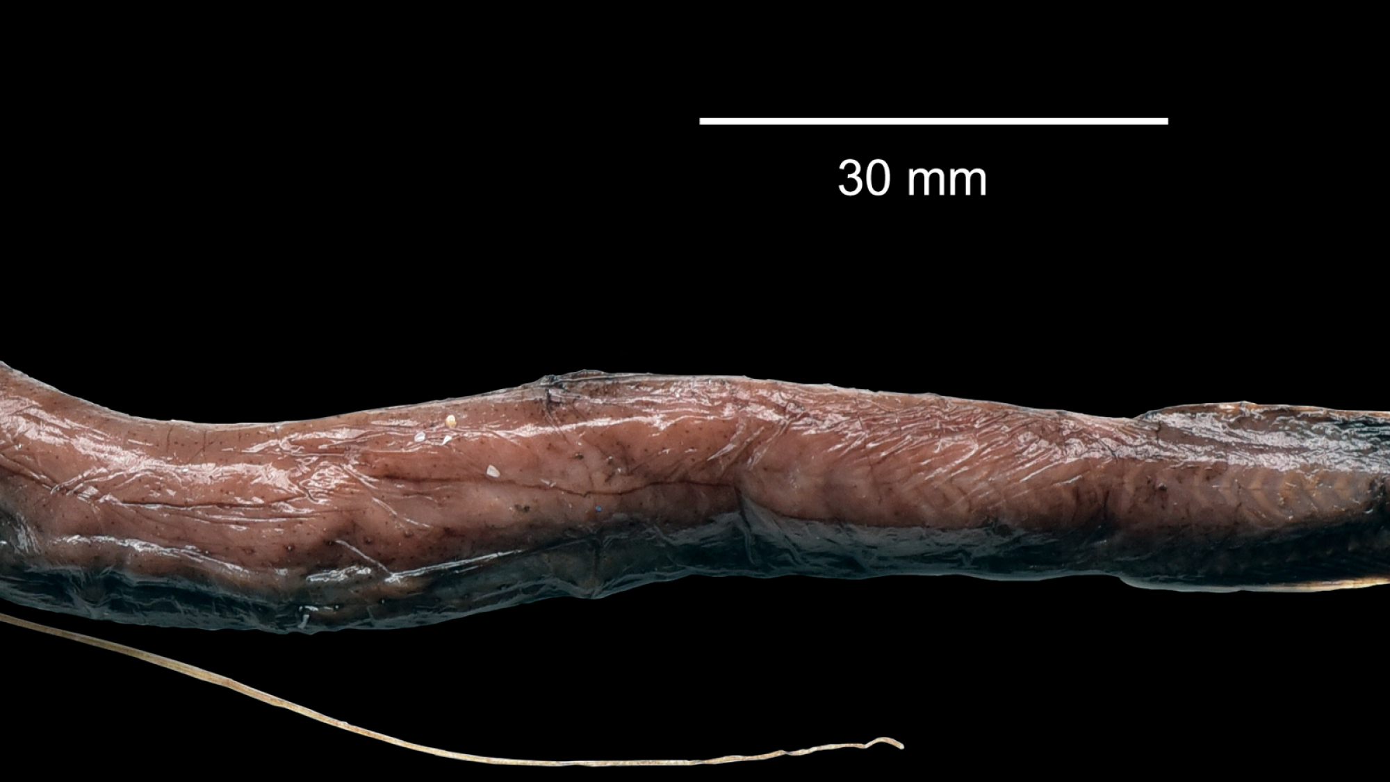 5_Grammatostomias dentatus