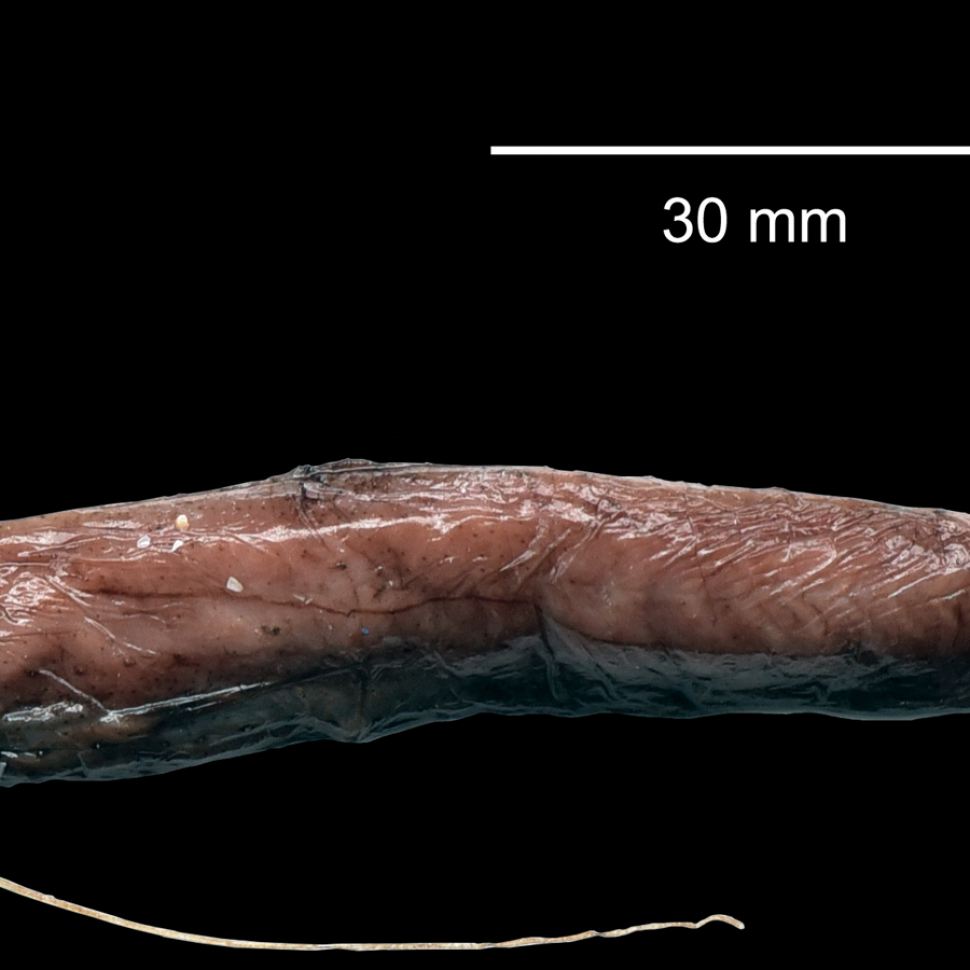 5_Grammatostomias dentatus