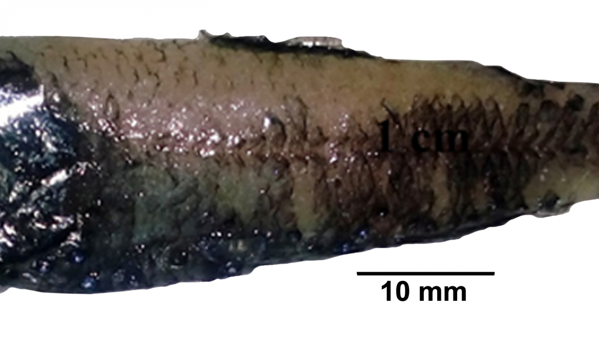 9_Diaphus theta