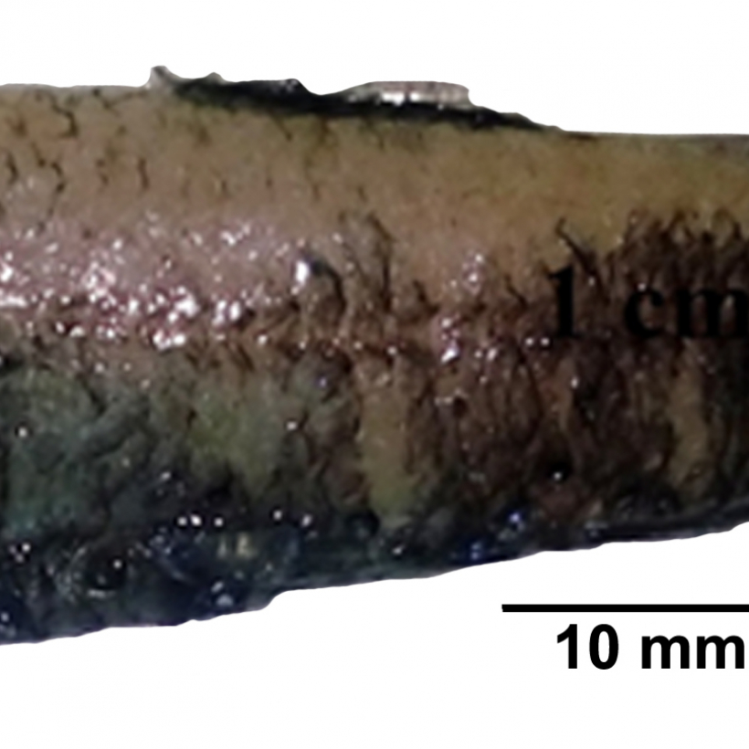 9_Diaphus theta