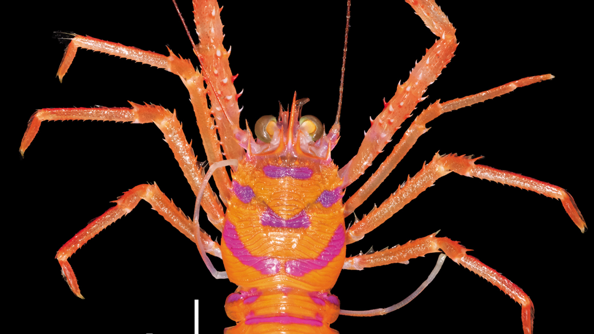 IO_SS_ANO_00186_B lakshadweepa