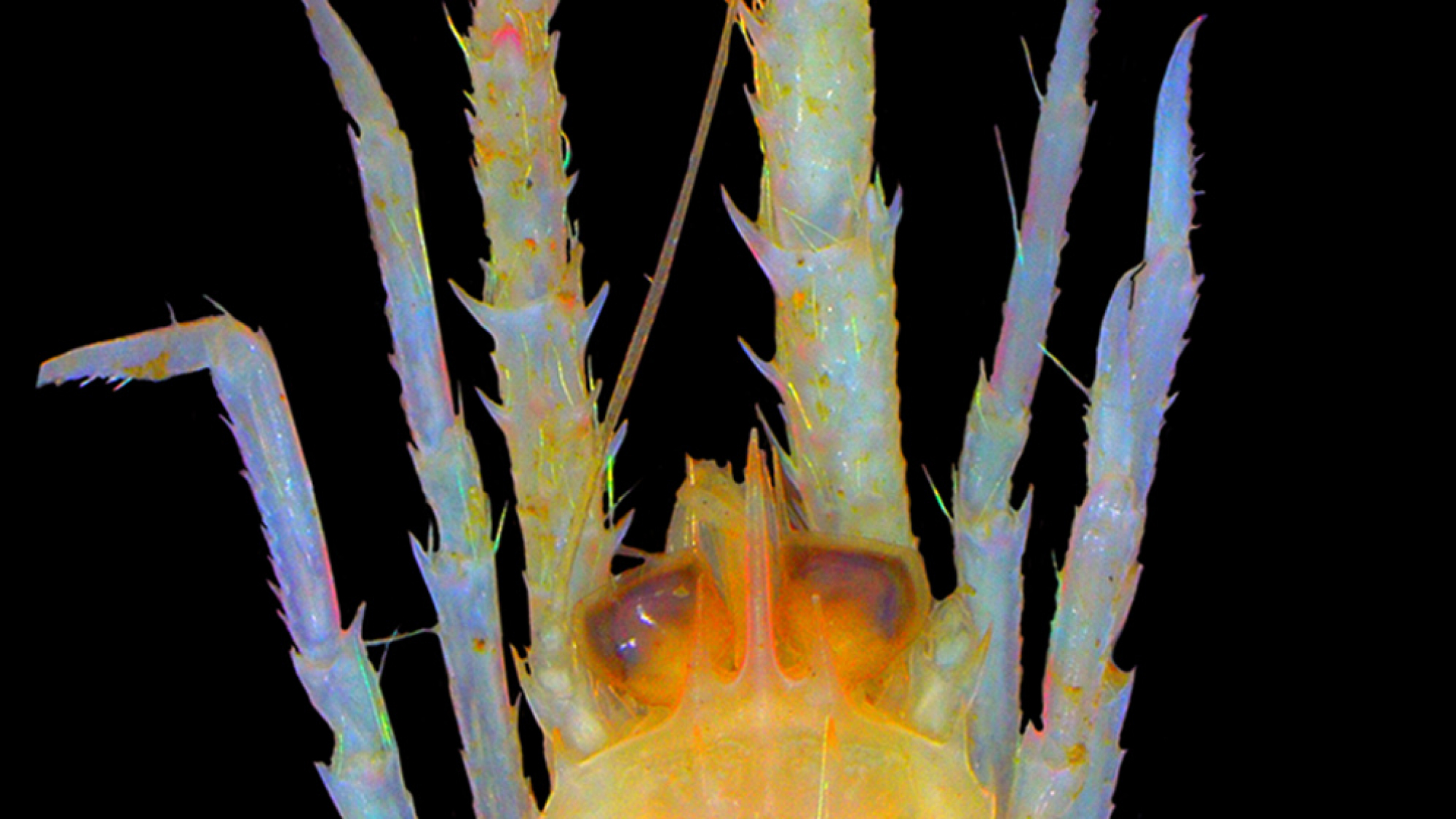 Stacked from 15 images. Method=B (R=10,S=6)