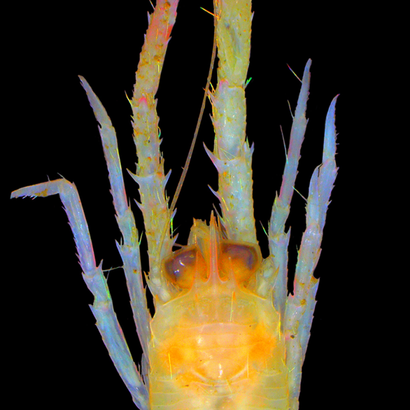 Stacked from 15 images. Method=B (R=10,S=6)